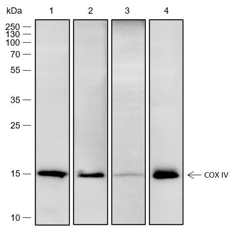 Recombinant COX IV Monoclonal Antibody-searchlist-1