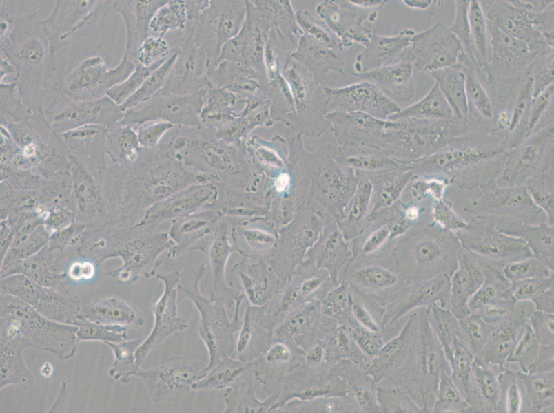 JHH-6 Cell Complete Medium - 5