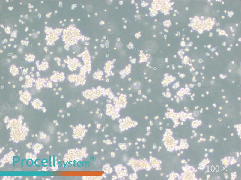 B95-8 Cell Complete Medium - 2