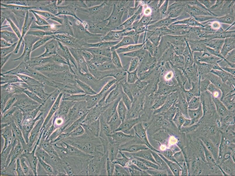 A2058 Cell Complete Medium - small - 5