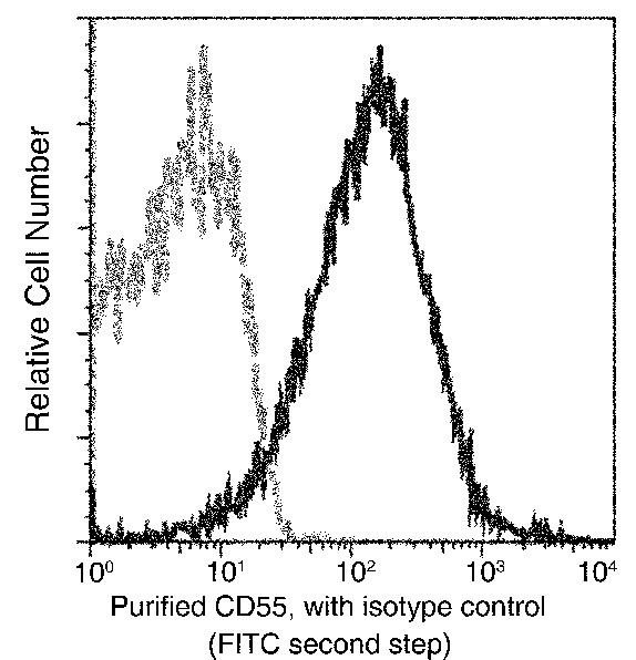 Recombinant CD55/DAF Monoclonal Antibody - small - 2