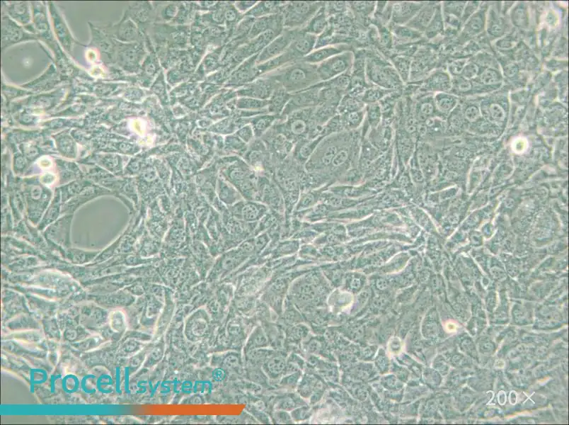 15P-1 Cell Complete Medium - 5