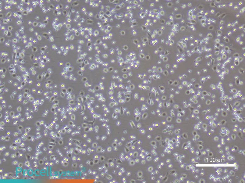 Rat Peripheral Blood Monocyte Complete Medium - 1