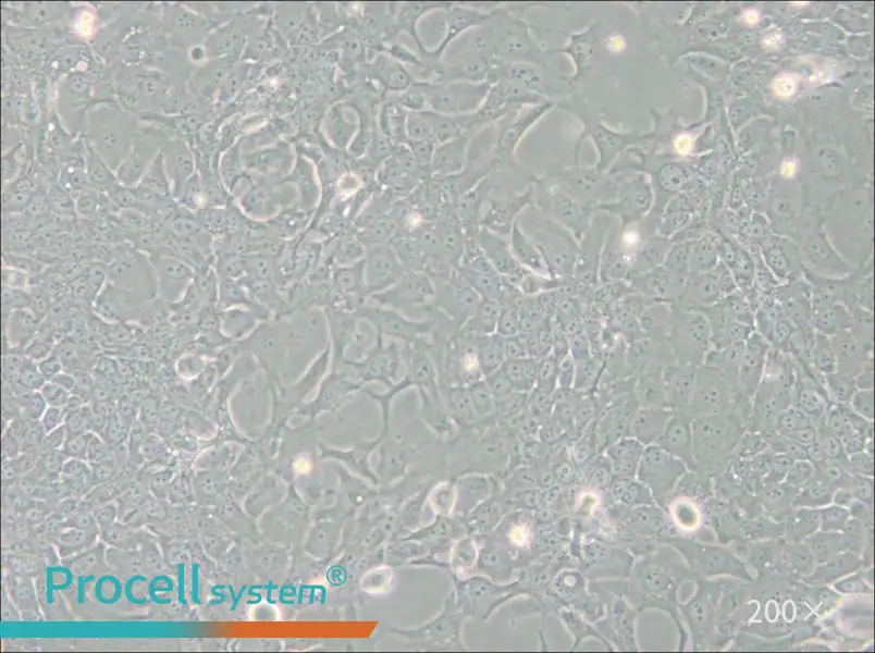 TE-10 Cell Complete Medium - 6