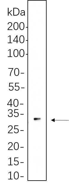Recombinant TWIST1 Monoclonal Antibody-searchlist-1