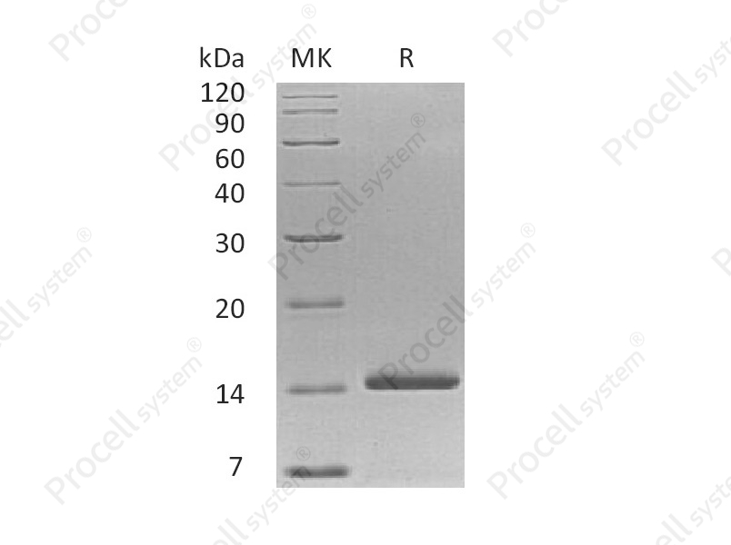 NT3/NGF-2, Human, Recombinant