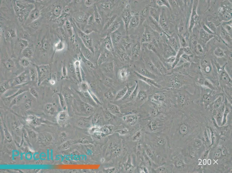 SW1710 (L15) Cell Complete Medium - 5
