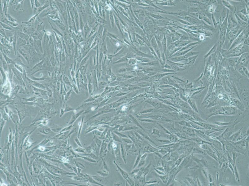 SW1088 Cell Complete MediumSW1088 Cell Complete Medium - 2