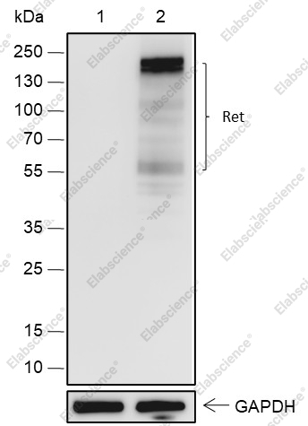 Recombinant Ret Monoclonal Antibody - 1