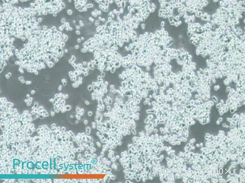 KMS-11 Cell Complete Medium - 3