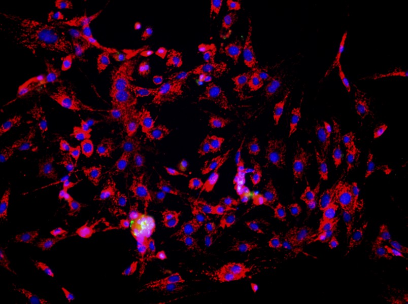 Mouse Thymic Epithelial Cell Complete Medium - small - 3