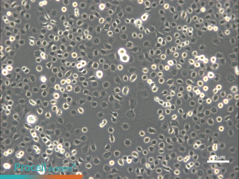 C6/36 [Clone C6/36] Cell Complete Medium - 4