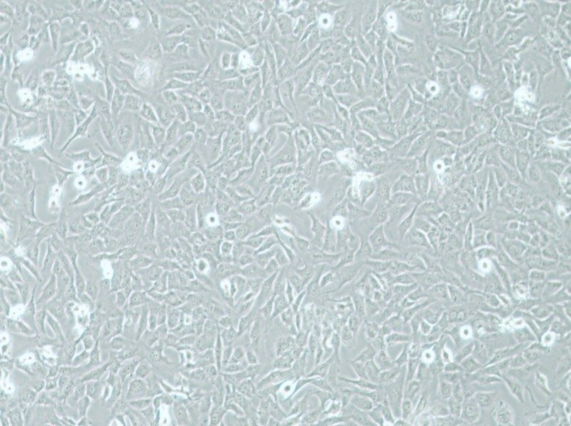 AC16 Cell Complete Medium - 3