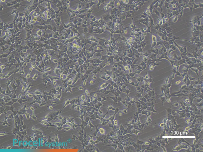 HePa1-6-LUC Cell Complete MediumHePa1-6-LUC Cell Complete Medium - 3