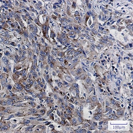Recombinant LAMP2A Monoclonal Antibody - 3