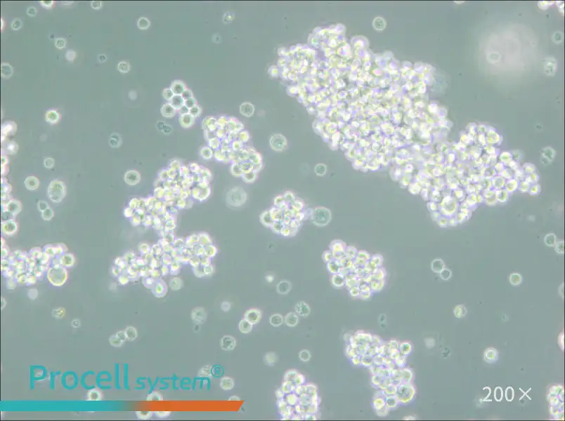 MMQ Cell Complete Medium - small - 5