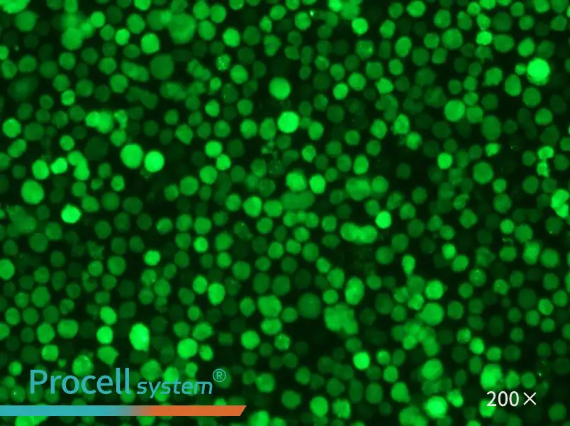 THP-1-GFP Cell Complete Medium - 6