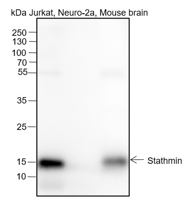 Recombinant Stathmin Monoclonal Antibody-searchlist-1
