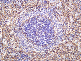 Recombinant SIRP-α1 Monoclonal Antibody - 1