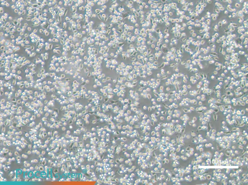 NCTC 1469 Cell Complete Medium - 1