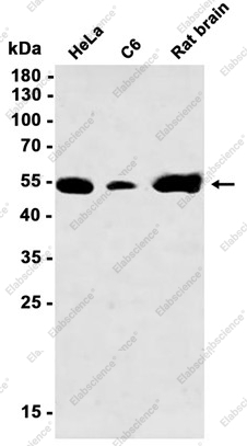 Recombinant Glucose Transporter GLUT3 Monoclonal Antibody - 2