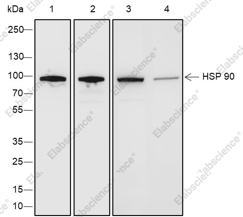 Recombinant HSP90 beta Monoclonal Antibody - 1