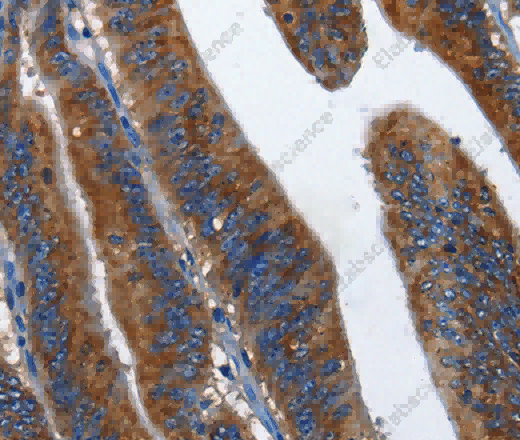 CD27 Polyclonal Antibody - 2