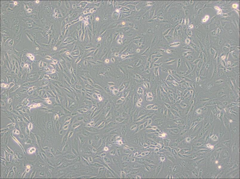 BS-C-1 Cell Complete MediumBS-C-1 Cell Complete Medium - 3