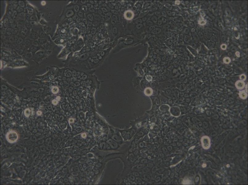 SW1417 Cell Complete Medium - small - 6