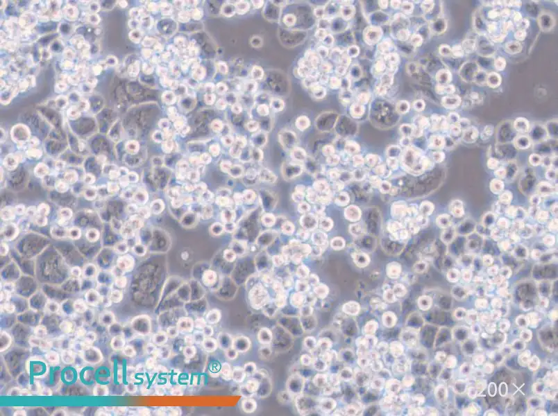 MDA-kb2 (L15) Cell Complete Medium - 6