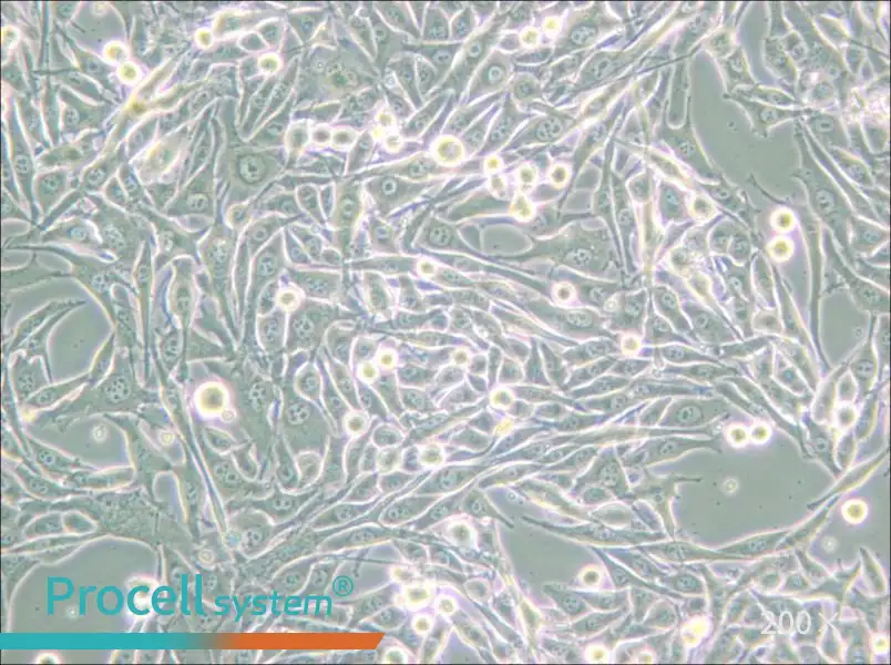 HMY-1 Cell Complete Medium - small - 6