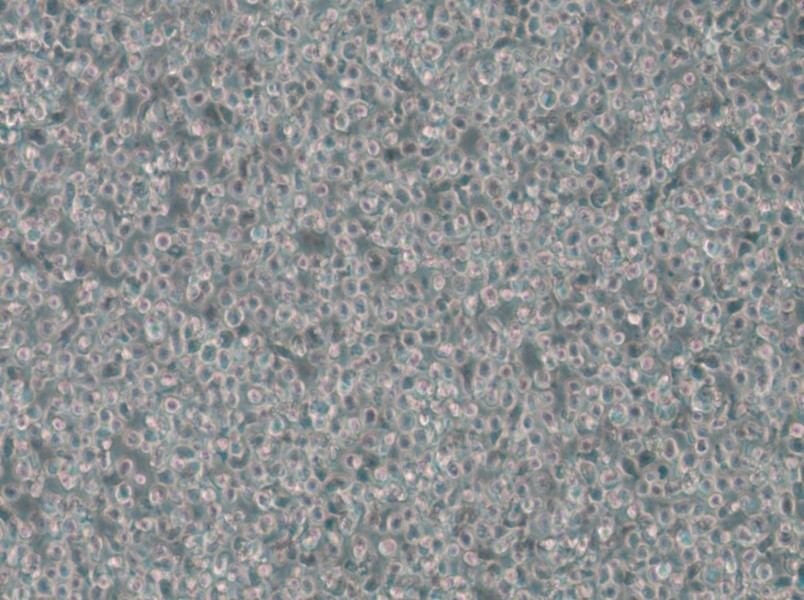 T2 Cell Complete Medium - small - 6