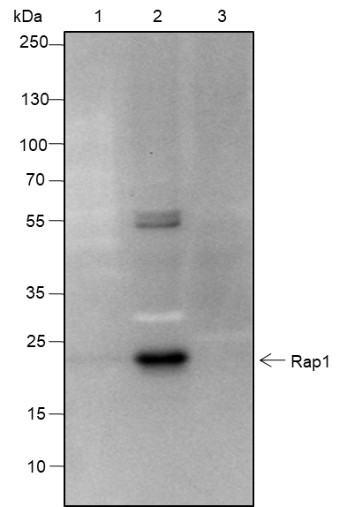 Recombinant RAP1A+RAP1B Monoclonal Antibody - 3