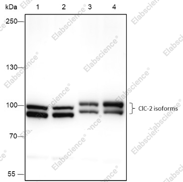 Recombinant ClC-2 Monoclonal Antibody - 1