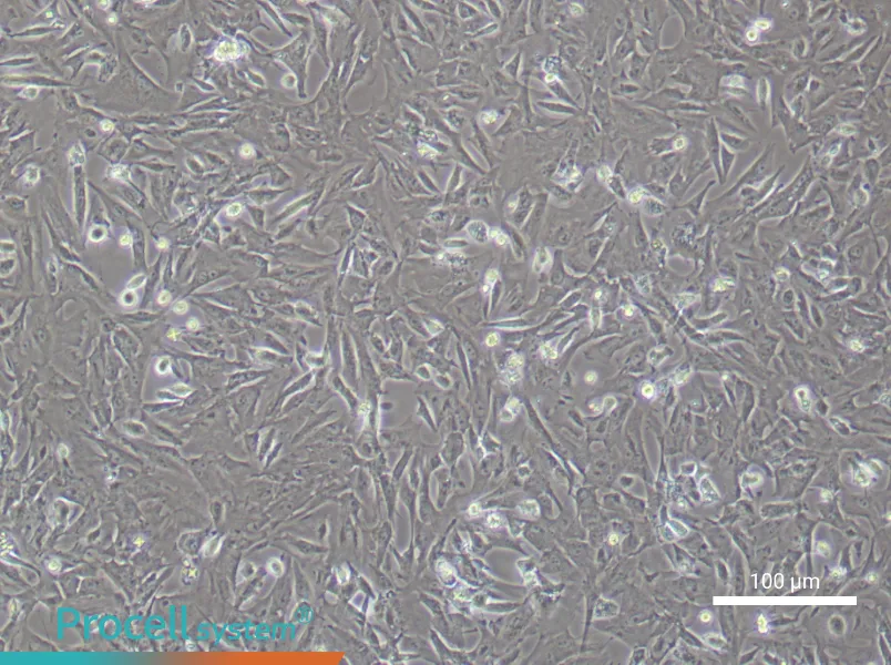 Mouse Preadipocyte Complete Medium - 1