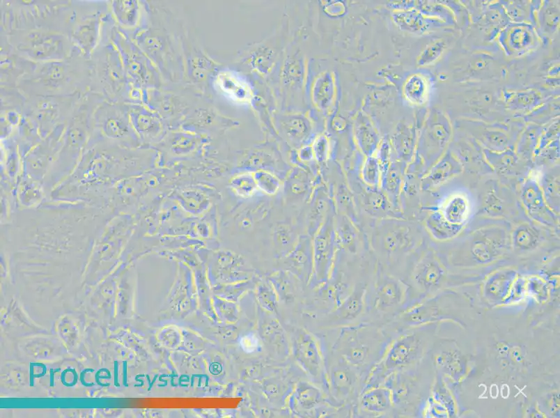 OS-RC-2 Cell Complete Medium - 4