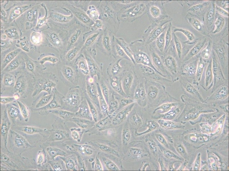 Caki-1 Cell Complete Medium - small - 4
