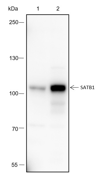 Recombinant SATB1 Monoclonal Antibody-searchlist-1