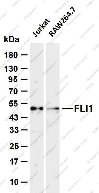 Recombinant FLI1 Monoclonal Antibody - 1
