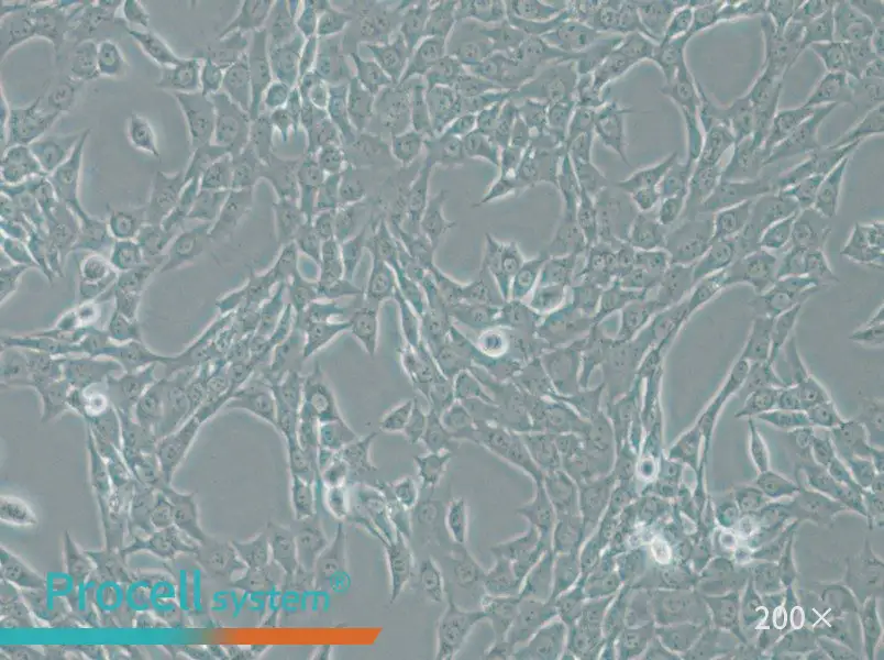 ATDC-5 Cell Complete Medium - 5