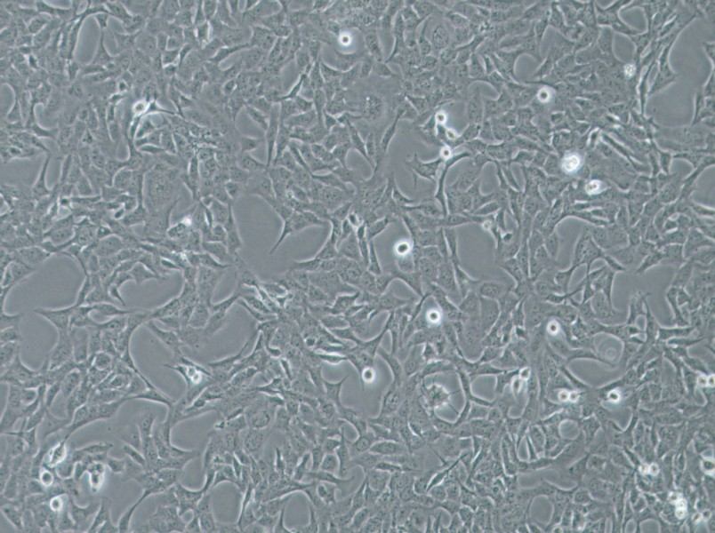 HTR-8-Svneo Cell Complete Medium - 2