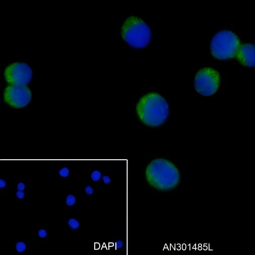 Recombinant CD62P Monoclonal Antibody - small - 2