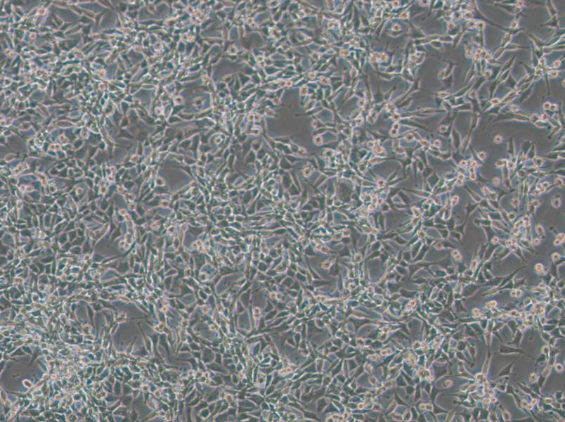 CBRH-7919 Cell Complete Medium - 3