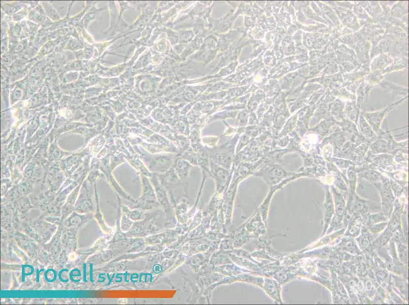 Hey Cell Complete Medium - small - 5