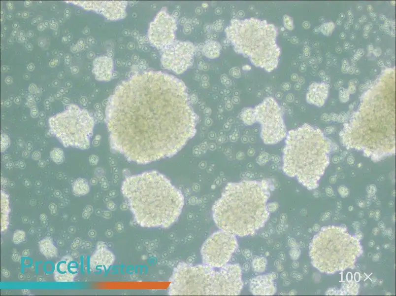 Farage Cell Complete Medium - 2