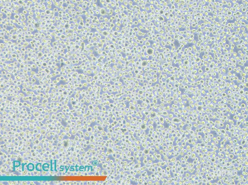 TF-1 Cell Complete MediumTF-1 Cell Complete Medium - 2
