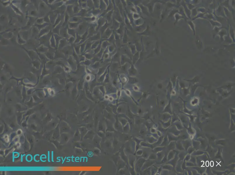 HCC1806 Cell Complete Medium - small - 4