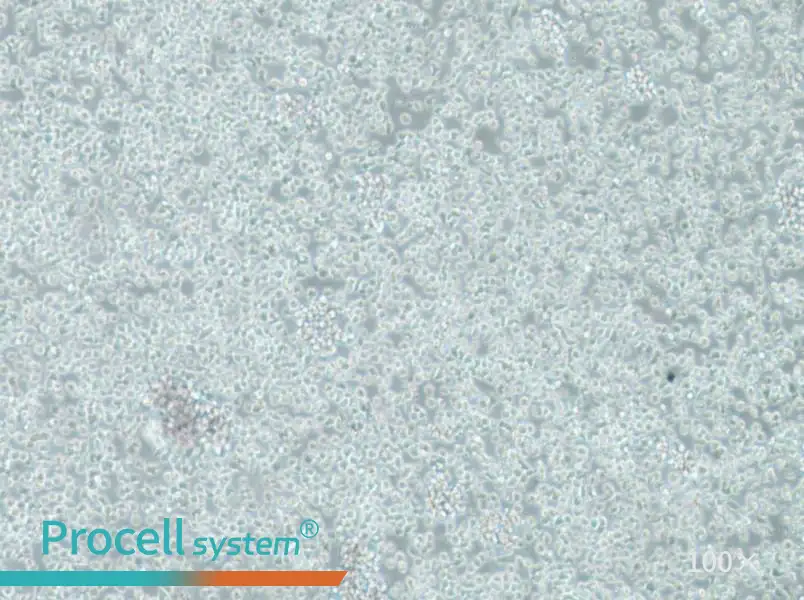 TK6 Cell Complete MediumTK6 Cell Complete Medium - 2