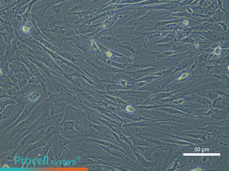 Mouse Adipose-derived Mesenchymal Stem Cells - 4