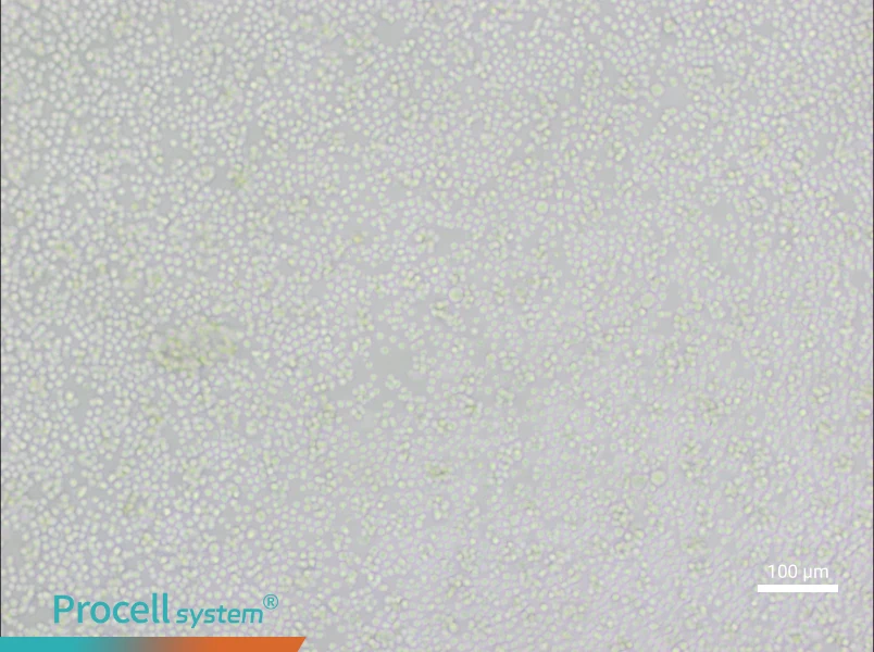 P388D1 Cell Complete Medium - 2